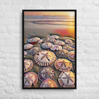 Thumbnail for Oregon Sand Dollars - Digital Art -Framed canvas - FREE SHIPPING